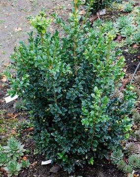 Bukszpan wieczniezielony 'Sentinelle' Buxus 052