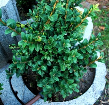 Bukszpan wieczniezielon 'Ickworth Giant' Buxus 109