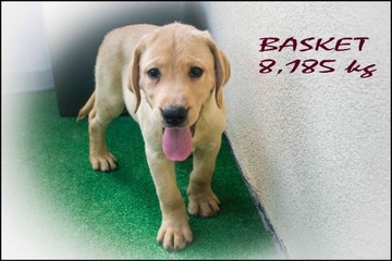 Szczeniaki Labrador Retriever Biszkoptowe (4 psy)