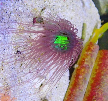 Pachycerianthus sp fioletowo-zielony - ukwiał