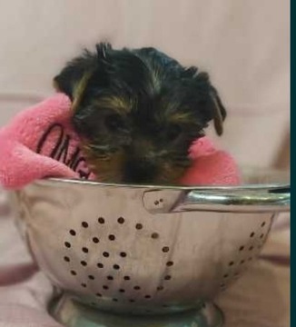 York Yorkshire Terrier 