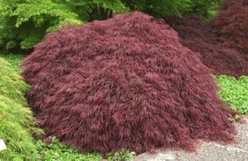 Klon palmowy - CRIMSON QUEEN - Acer palmatum