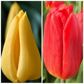 Cebulki tulipanów żółte czerwone MIX 100 sztuk