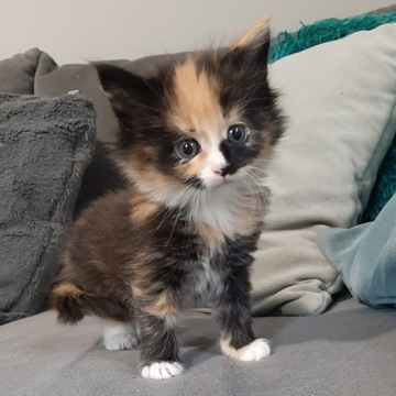 Kociaki Maine Coon