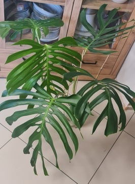 Monstera sieranna Mexican form,szczyt 5 liści