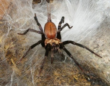 Linothele megatheloides 2-2.5 dc (GrabSpiders)