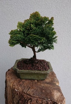 Drzewko Bonsai Cyprys Japoński Hinoki Pre Bonsai 