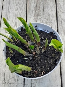 Hosta japonica funkia japońska duża sadzonka XXL