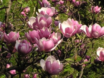 Magnolia - SATISFACTION - gwieździste kwiaty