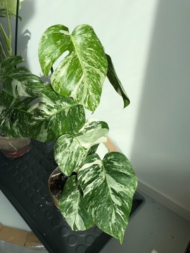 Monstera Deliciosa Variegata duża wariegacja 60 