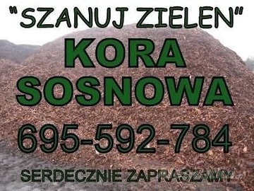 KORA SOSNOWA OZDOBNA WROCŁAW DOLNOŚLĄSKIE 