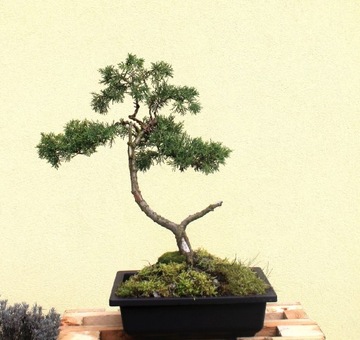 Jałowiec formowany na wzor bonsai w donicy