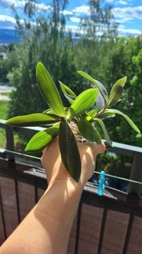 Tradescantia pallida 'Shadow Hill' (grey) 