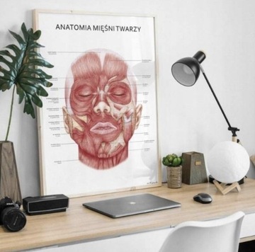 Plansza tablica anatomiczna plakat mięśnie twarzy