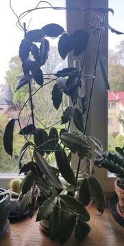 Hoya erythrina'dark big leaves' odbiór osobisty 