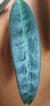 Hoya hypolasia sadzonki