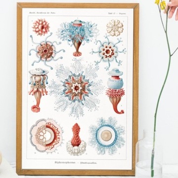 Plakat obraz vintage ilustracje meduzy korale