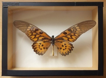 Motyl w gablotce Papilio antimachus