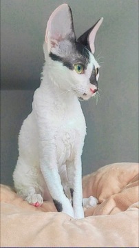 Prześliczna koteczka Cornish rex Devon rex 