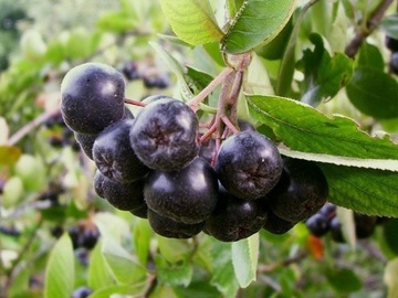 Aronia czarna, XXL,kilkuletnia