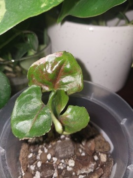 Syngonium strawberry ice 