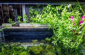 Bacopa roślina do akwa. otwarte paludarium 10x