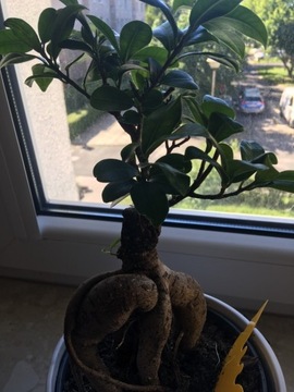 Oswojone Bonsai (Fikus Ginseng)