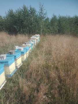 Ule wielkopolskie styrodurowe z pszczołami