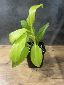 Philodendron Malay Gold