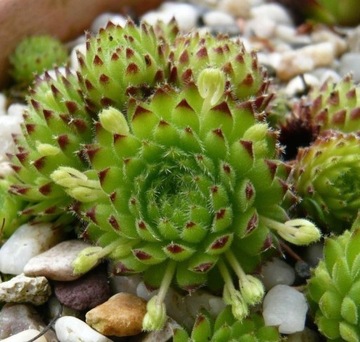 Rojnik Sempervivum ciliocum ssp octopodes