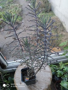 Żyworódka wąskolistna tulbiflora  nr 2 wys 45 cm