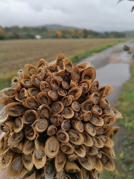 Pszczoła Murarka Kokony 200 szt