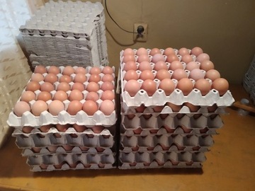 Jaja wiejskie z certyfikatem ekologicznym jajka
