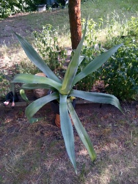 Kaktus duża agawa w doniczce