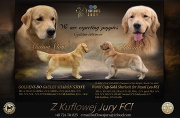 Golden Retriever American Line szczenięta pieski