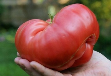 Pomidor Aussie olbrzym nasiona kolekcjonerskie