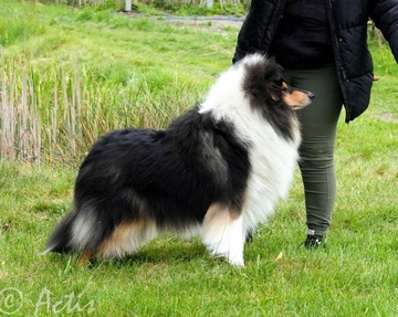 COLLIE Owczarek Szkocki młody piesek tricolor 