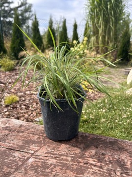 Palczatka miotlasta 'Ha Ha Tonka' Schizachyrium