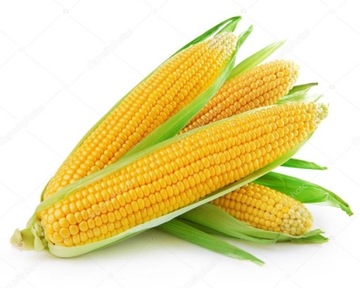 Kukurydza słodka kolby