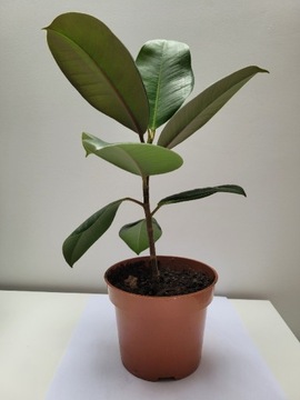 ficus elastica robusta Fikus elastyczny 27 cm