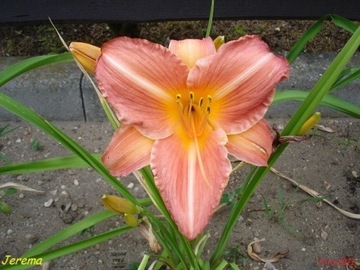 Hemerocallis / Liliowiec: Jerema