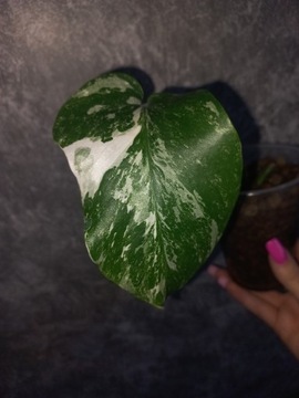 Monstera variegata szczepka ukorzeniona 