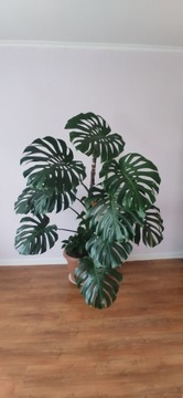 Monstera Big Form - rarytas/ogromna