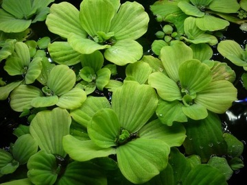 Pistia około 5-7 cm red. azotany1szt=1,40