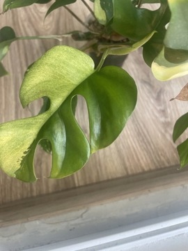 Raphidopora terasperma variegata