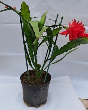Kaktus Epiphyllum Duży