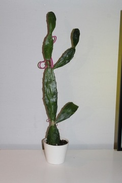 OPUNCJA żywy kaktus 60 cm