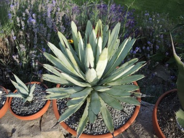 Agave macroacantha