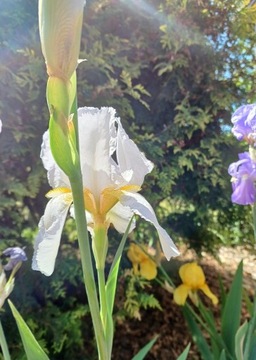 Irys kosaciec bródkowy Iris germanica Bianca biały