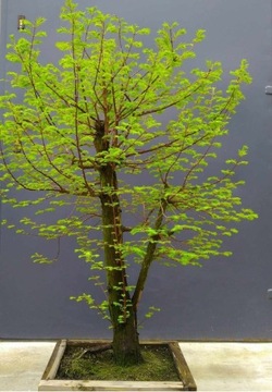 Metasekwoja chińska Bonsai 120cm